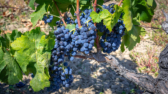 ripe grapes ready for the harvest for the production of cannonau and carignano wine