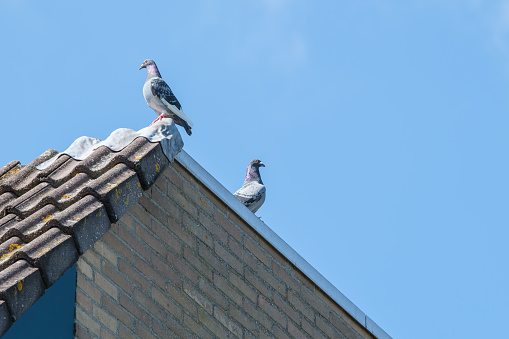 Two carrier pigeons are back from a long flight resting on the edge of the roof with a blue sky as a background