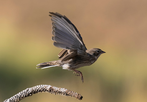 Vesper sparrow in the Colorado high country