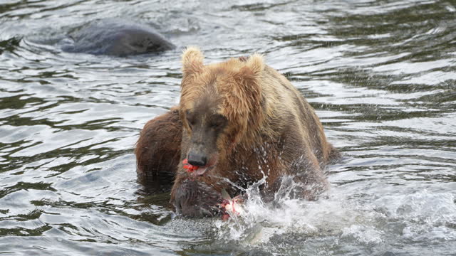 Large male brown bear 907 eating sockeye salmon while rainbow trout swims by.