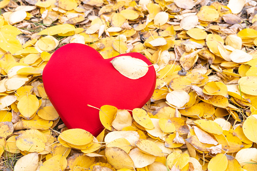 Red pillow in the shape of a heart on bright yellow leaves in the forest. Autumn mood. Seasonal depression.