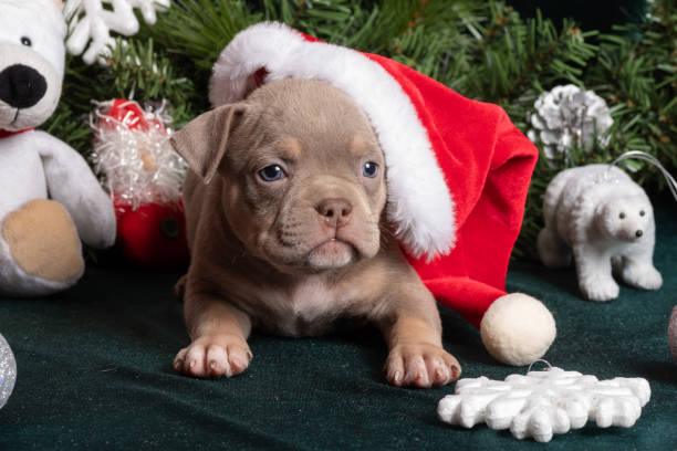 Little cute curious brown puppy American bully wearing santa hat next to christmas tree and polar bear, snowflakes Little cute curious brown puppy American bully wearing santa hat next to christmas tree and polar bear, toys, snowflakes, angel. Christmas and New Year for pets. Holiday for pets american bully dog stock pictures, royalty-free photos & images