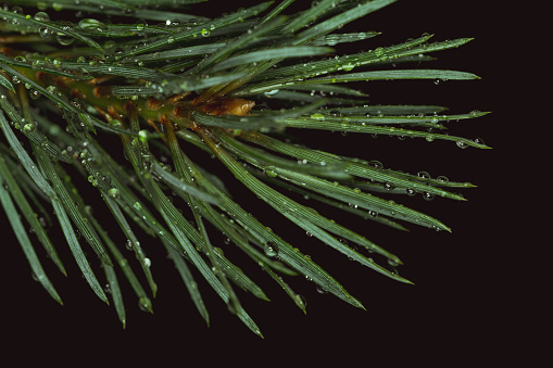 Closeup of northern pine needles with droplets of rain on them dark background.