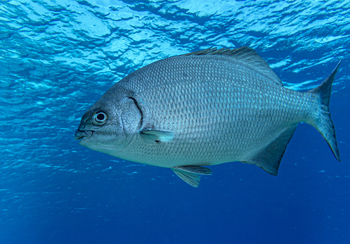 Beguda Fish Kyphosus Sectatrix Bermuda Chub Fish Stock Photo - Download Image Now ...