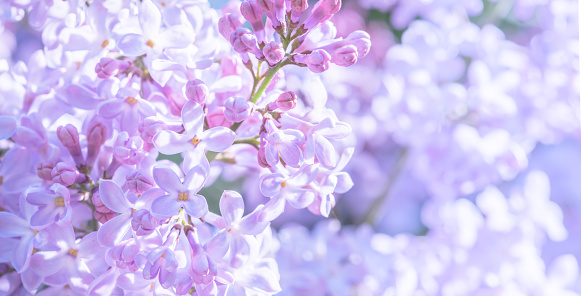A DSLR close-up photo of beautiful Lilac blossom with beautiful defocused lights bokeh. Shallow depth of field. Much space for copy.
