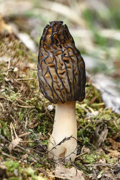 Morchella, the true morels grows in forest. Edible mushrooms closely related to anatomically simpler cup fungi. Gourmet cooks, particularly for French cuisine.