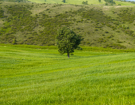 Lone tree. Tree standing alone in the middle of a wheat field. Green wheat field. In the valley. A sunny day. There are no people.