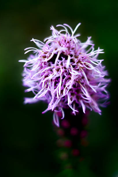 istock Beautiful violet Flower with hair 1634294359