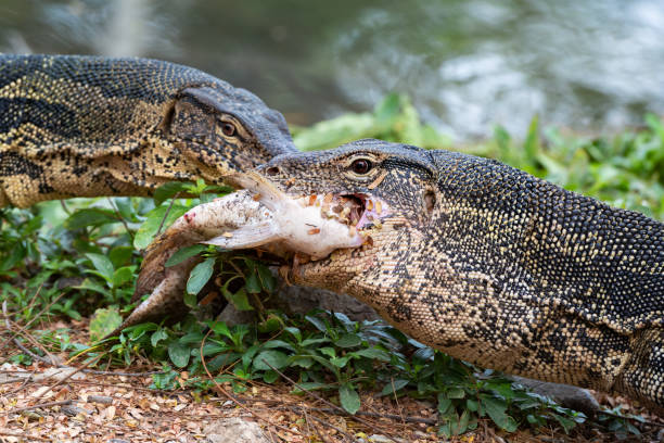 dwa warany jaszczurek z komodo monitor jedzą rybę w parku lumphini w bangkoku - comodo zdjęcia i obrazy z banku zdjęć