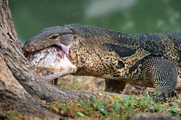 smok jaszczurki komodo monitor zjada rybę w parku lumphini w bangkoku - comodo zdjęcia i obrazy z banku zdjęć