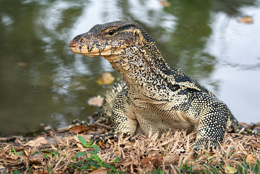 Komodo Monitor lizard dragon head closeup in Lumphini Park, Bangkok, Thailand