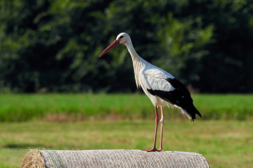 Saddle-billed Stork, blue sky background - Kruger National Park, South Africa.
