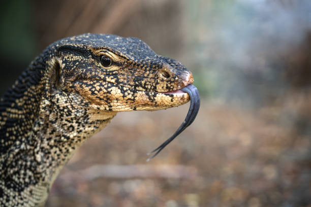 komodo monitor jaszczurka głowa smoka rozwidlony język w lumphini park, bangkok, tajlandia - comodo zdjęcia i obrazy z banku zdjęć