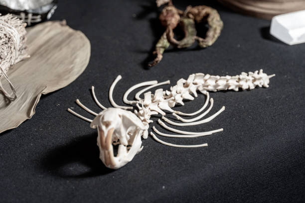 istock Halloween occult, esoteric and divination concept of magic. Selective focus on bones of the ritual creatures. Witch craft black magic tools and items at magical altar. 1634305856