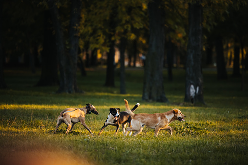 Group of cheerful dogs playing in off leash park