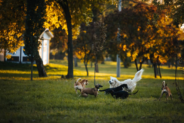 Group of cheerful dogs playing in off leash park