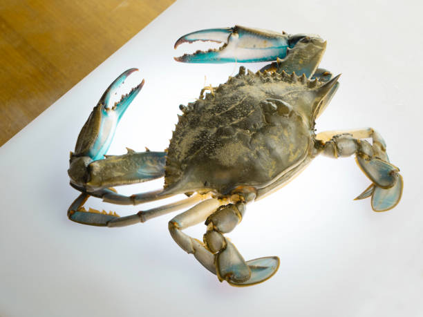 istock blue crab on white background, granchio blu on the table 1634310129