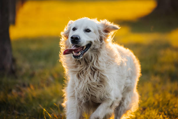 golden retriever courant joyeusement dans le parc d’automne - joy golden retriever retriever dog photos et images de collection