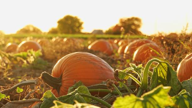 Pumpkin harvest and Thanksgiving Day season. Golden hour at farm with pumpkins for agritourism or agrotourism. Holiday Autumn festival scene and celebration of fall. Pick you own pumpkins sale. stock photo