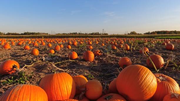 Large orange pumpkins against the sun at the Autumn farm. Panorama of landscape at fall and season holidays. Thanksgiving family day and Halloween celebration at golden hour. stock photo