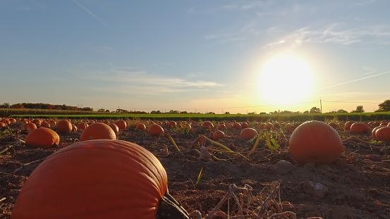 Large orange pumpkins against the sun at the Autumn farm. Panorama of landscape at fall and season holidays. Thanksgiving family day and Halloween celebration at golden hour.