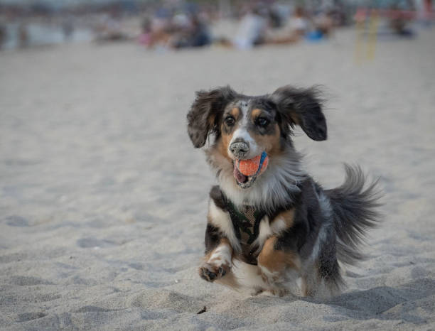 istock Dachshund having fun on the beach with the favorite ball 1634327372