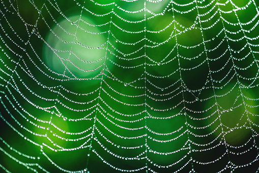 natural background. cobwebs in dew drops on a green plant