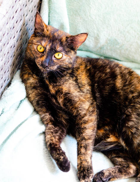 istock Lounging Calico Cat 1634335494