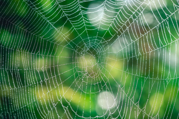 istock natural background. cobwebs in dew drops on a green plant 1634336088