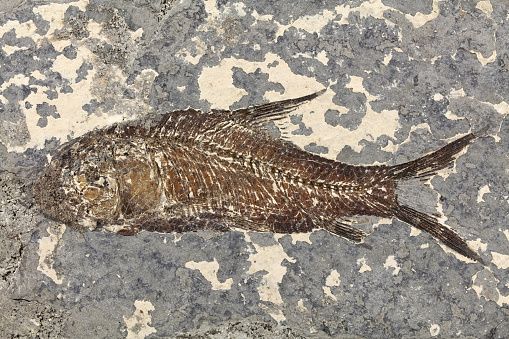 close up on fossil fish in the rock