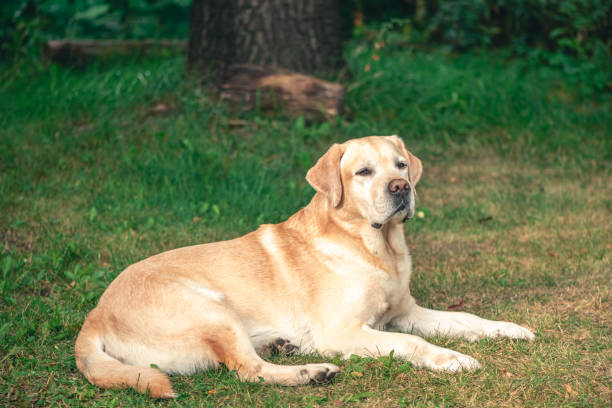 istock Thoroughbred beautiful Labrador lying on the grass 1634337272