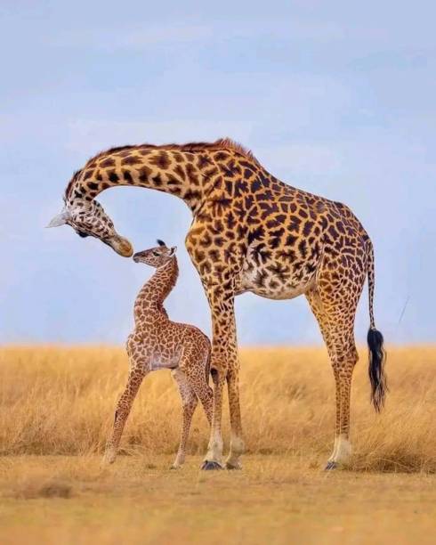 giraffen - safari animals safari giraffe animals in the wild stock-fotos und bilder