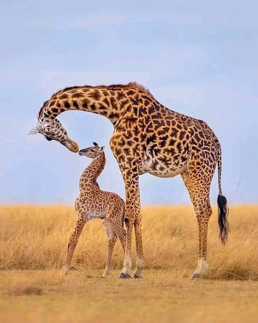 Masai Giraffe(Giraffa tippelskirchi) in Serengeti National Park, Tanzania, Africa