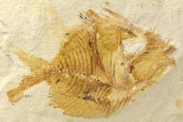 istock Pycnosteroides Laevispinosus fish fossil from Lebanon 1634344857