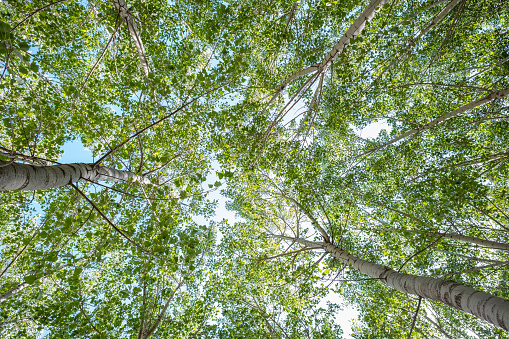 Lockett Meadow in Arizona with Aspen leaves changing in the autumn