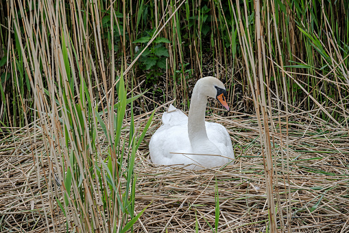 A breeding mute swan in a nest of reeds. The mute swan, Cygnus olor, is a member of the waterfowl family, Anatidae