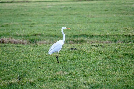 A single Great White Egret, White Heron, walking in a meadow in a rural green area close to Rotterdam, Netherlands