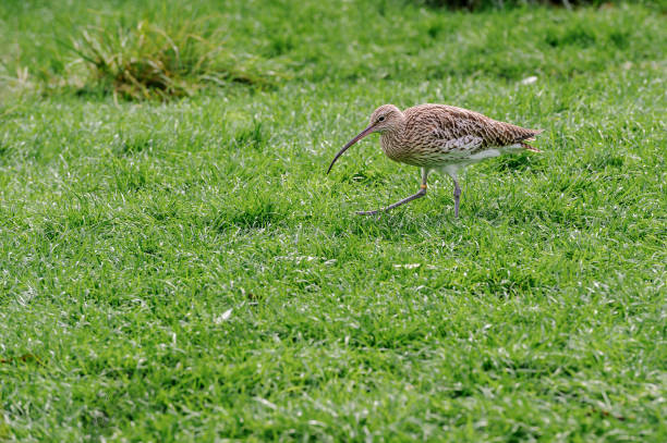 Eurasian curlew (Numenius arquata)