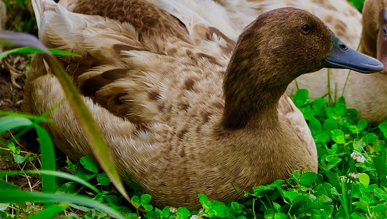 Khaki Campbell brown duck portrait resting in summer grass area

Location
Ontario CA