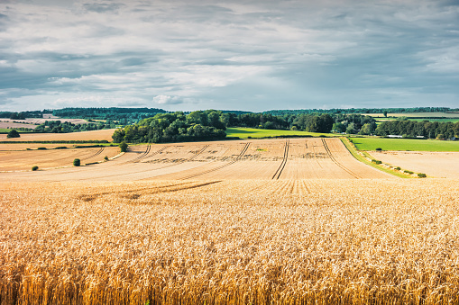 Wheat field landscape in Cotswolds region, England, UK