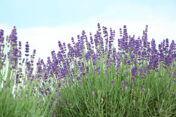 istock Beautiful blooming lavender growing under blue sky 1634380444