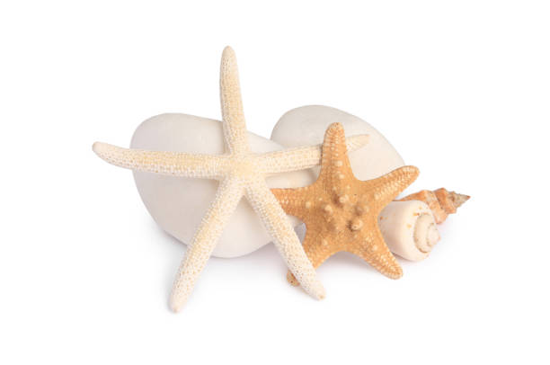 istock Beautiful sea stars, shells and stones isolated on white 1634380994