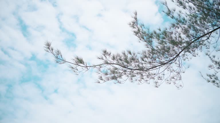 Pine leaves and Blue sky