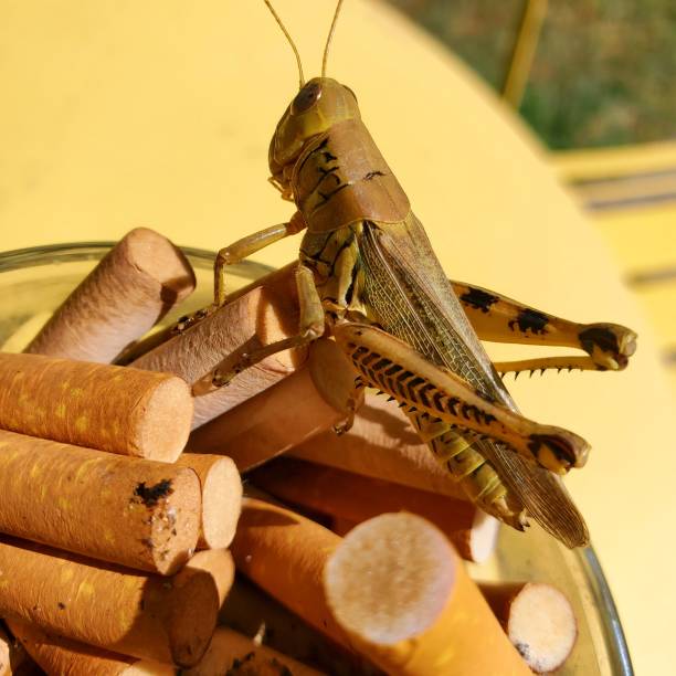 istock Grasshopper climbing on pile of cigarettes 1634438285