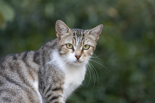 Stray cat is looking at the camera on the street.