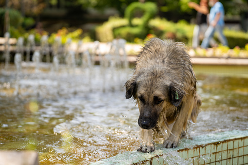 Stray dog swimming in the ornamental pool.