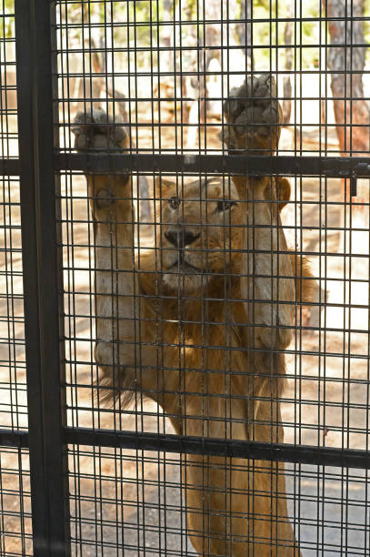 Portrait of a lion with an impressive dispassionate look. King, king of all beasts on the bars of man. Concept of human-animal relations.