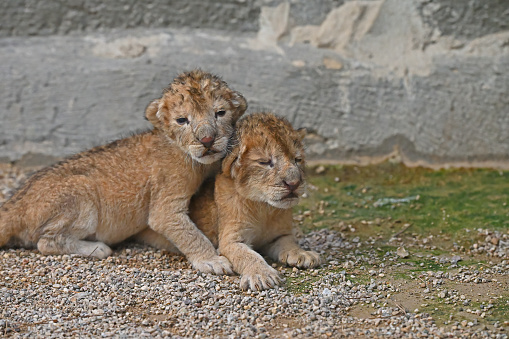 One-day-old lion cubs. Newborn lion cubs in the zoo.