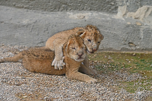 One-day-old lion cubs. Newborn lion cubs in the zoo.