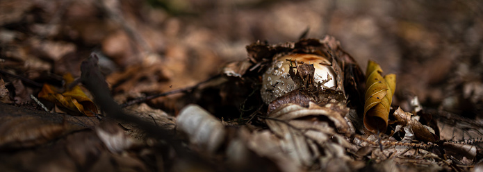 a mushroom breaks through the forest floor panorama